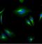 Mouse IgG antibody, 11-4010-80, Invitrogen Antibodies, Immunocytochemistry image 
