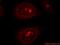 DNA Replication Helicase/Nuclease 2 antibody, 18727-1-AP, Proteintech Group, Immunofluorescence image 