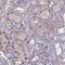 Transmembrane Protein 263 antibody, PA5-59952, Invitrogen Antibodies, Immunohistochemistry frozen image 