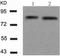 Src substrate cortactin antibody, TA324050, Origene, Western Blot image 