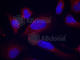 Nitric Oxide Synthase 3 antibody, AP0421, ABclonal Technology, Immunofluorescence image 