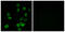 ATP Synthase Membrane Subunit C Locus 2 antibody, LS-C119754, Lifespan Biosciences, Immunofluorescence image 