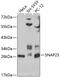 Synaptosome Associated Protein 25 antibody, 13-354, ProSci, Western Blot image 