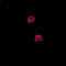 CD40 Molecule antibody, LS-C351964, Lifespan Biosciences, Immunofluorescence image 