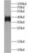 Coiled-Coil Domain Containing 50 antibody, FNab01359, FineTest, Western Blot image 