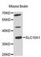 Sodium/bile acid cotransporter antibody, LS-C747806, Lifespan Biosciences, Western Blot image 