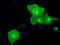 Butyrophilin Subfamily 1 Member A1 antibody, TA501537, Origene, Immunofluorescence image 