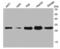 NusA antibody, NBP2-66997, Novus Biologicals, Western Blot image 
