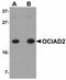 OCIA Domain Containing 2 antibody, orb94336, Biorbyt, Western Blot image 