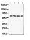 BCL2 Associated Athanogene 3 antibody, PB9754, Boster Biological Technology, Western Blot image 