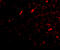 F-Box And Leucine Rich Repeat Protein 20 antibody, 4451, ProSci Inc, Immunofluorescence image 