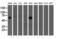 Formimidoyltransferase Cyclodeaminase antibody, M05499-1, Boster Biological Technology, Western Blot image 