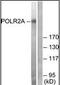 RNA Polymerase II antibody, orb95550, Biorbyt, Western Blot image 