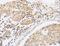 Abhydrolase Domain Containing 5 antibody, LS-C401146, Lifespan Biosciences, Immunohistochemistry frozen image 