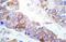 FYN Proto-Oncogene, Src Family Tyrosine Kinase antibody, AP20942PU-N, Origene, Immunohistochemistry frozen image 