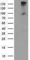 Leucine Rich Repeat Containing G Protein-Coupled Receptor 5 antibody, TA502948, Origene, Western Blot image 