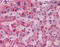 Apolipoprotein A2 antibody, 51-423, ProSci, Immunohistochemistry frozen image 