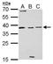 Baculoviral IAP repeat-containing protein 7 antibody, TA308543, Origene, Western Blot image 