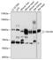 Taste 1 Receptor Member 3 antibody, 13-470, ProSci, Western Blot image 