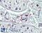 Pleckstrin antibody, LS-B3236, Lifespan Biosciences, Immunohistochemistry frozen image 