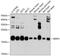 Receptor expression-enhancing protein 5 antibody, 13-622, ProSci, Western Blot image 