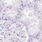 Sodium/calcium exchanger 2 antibody, PA5-63002, Invitrogen Antibodies, Immunohistochemistry frozen image 