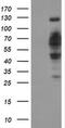 DNA Cross-Link Repair 1B antibody, MA5-25400, Invitrogen Antibodies, Western Blot image 