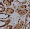 Family With Sequence Similarity 92 Member A antibody, FNab02999, FineTest, Immunohistochemistry frozen image 