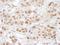 GINS Complex Subunit 3 antibody, A304-124A, Bethyl Labs, Immunohistochemistry paraffin image 
