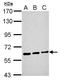 NADP-dependent malic enzyme antibody, LS-C185597, Lifespan Biosciences, Western Blot image 