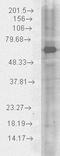 Heat shock 70 kDa protein 1A/1B antibody, orb67548, Biorbyt, Western Blot image 