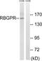 RAB3 GTPase Activating Non-Catalytic Protein Subunit 2 antibody, abx014773, Abbexa, Western Blot image 