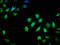 GTP-binding protein Rit2 antibody, LS-C379245, Lifespan Biosciences, Immunofluorescence image 