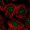 Dolichol Kinase antibody, NBP2-68844, Novus Biologicals, Immunofluorescence image 