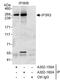Inositol 1,4,5-trisphosphate receptor type 3 antibody, A302-160A, Bethyl Labs, Immunoprecipitation image 
