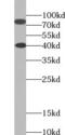 SH2B Adaptor Protein 1 antibody, FNab07818, FineTest, Western Blot image 