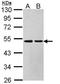 Argininosuccinate lyase antibody, orb73738, Biorbyt, Western Blot image 