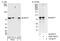BRCA1 Associated ATM Activator 1 antibody, A300-728A, Bethyl Labs, Immunoprecipitation image 