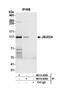 Lysine-specific demethylase 4A antibody, NB110-40585, Novus Biologicals, Western Blot image 