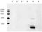 Heparin-binding growth factor 1 antibody, LS-B13686, Lifespan Biosciences, Western Blot image 