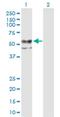 Carbohydrate Sulfotransferase 12 antibody, H00055501-B01P, Novus Biologicals, Western Blot image 