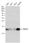 HIG1 domain family member 1A antibody, PA5-78462, Invitrogen Antibodies, Western Blot image 