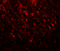 T Cell Leukemia Homeobox 2 antibody, 7373, ProSci, Immunofluorescence image 