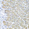 Rac Family Small GTPase 2 antibody, 14-009, ProSci, Immunohistochemistry frozen image 