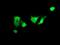 Zinc Finger And SCAN Domain Containing 18 antibody, NBP2-45442, Novus Biologicals, Immunofluorescence image 