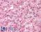 A-LAP antibody, LS-A8946, Lifespan Biosciences, Immunohistochemistry frozen image 