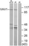 Vav Guanine Nucleotide Exchange Factor 1 antibody, LS-C118275, Lifespan Biosciences, Western Blot image 