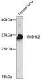 Polycystin 1 Like 2 (Gene/Pseudogene) antibody, 15-804, ProSci, Western Blot image 