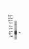 BCL2 Associated Agonist Of Cell Death antibody, MBS9200289, MyBioSource, Western Blot image 