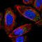 Mitochondrial Ribosomal Protein S24 antibody, HPA020983, Atlas Antibodies, Immunofluorescence image 